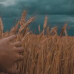Peshwa Wheat Limited IPO