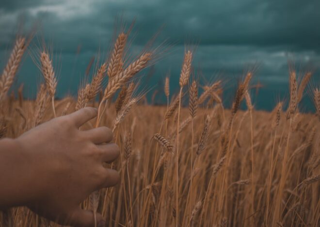 Is the Peshwa Wheat Limited IPO a Smart Investment Opportunity?