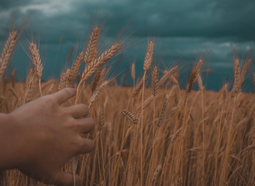Is the Peshwa Wheat Limited IPO a Smart Investment Opportunity?