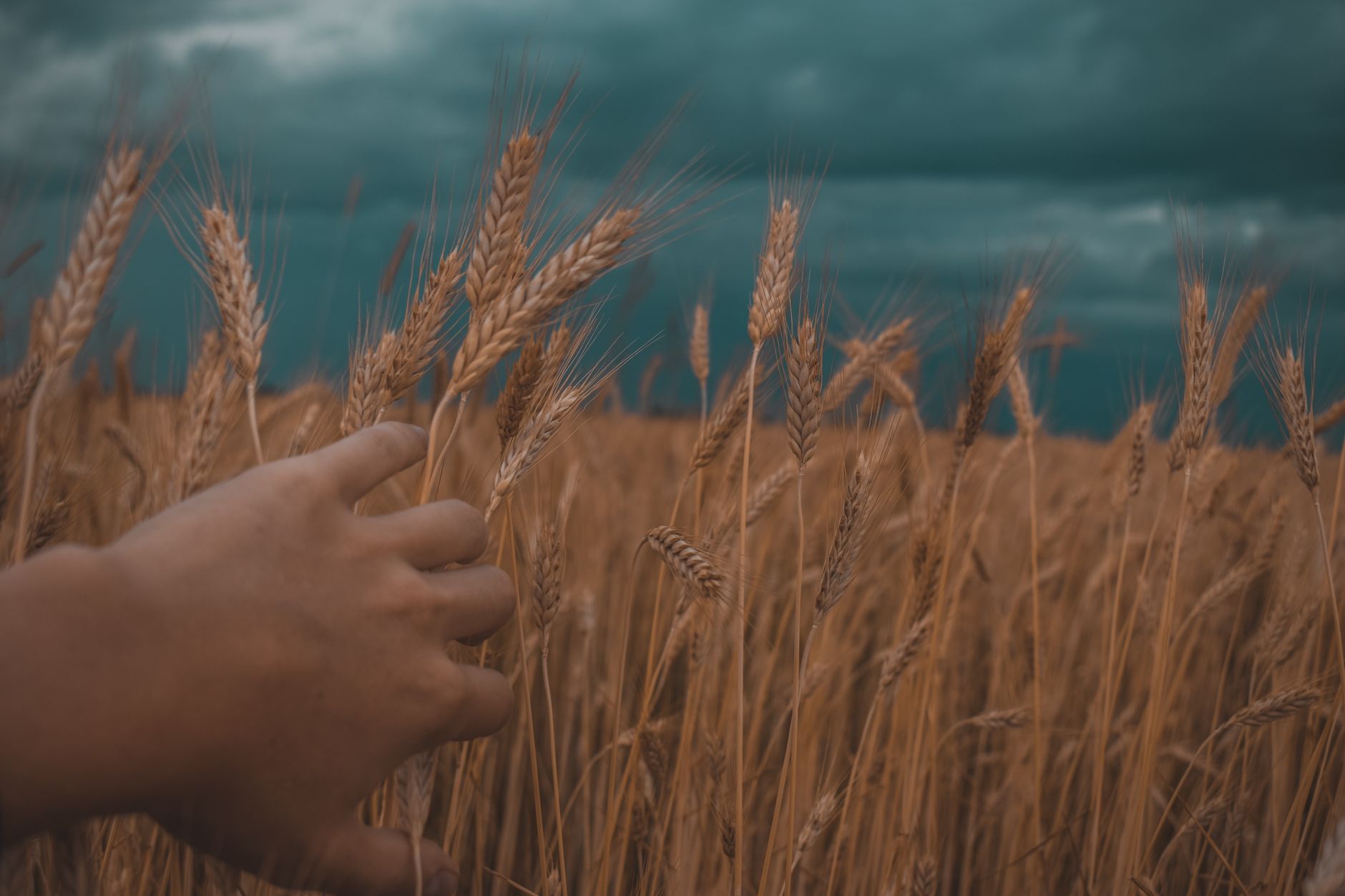 Is the Peshwa Wheat Limited IPO a Smart Investment Opportunity?