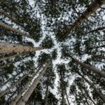 Pine Tree Acquisition funding