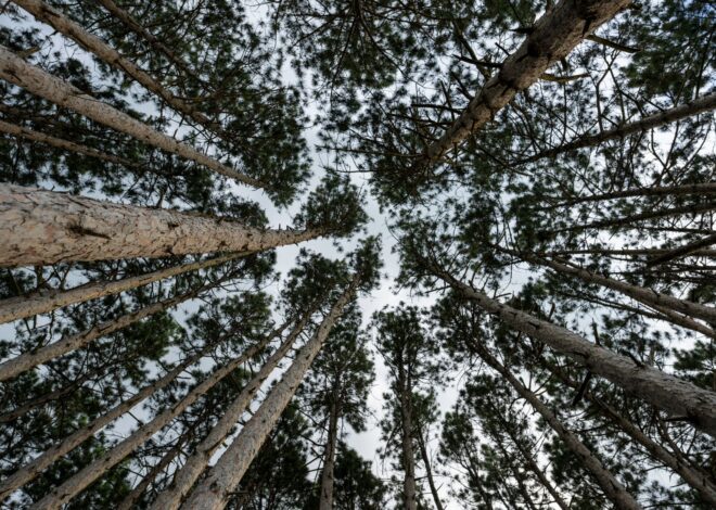 Pine Tree Acquisition Funding: A Smart Move for Growth