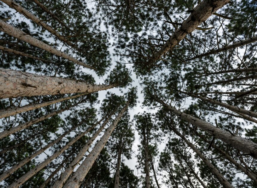Pine Tree Acquisition Funding: A Smart Move for Growth