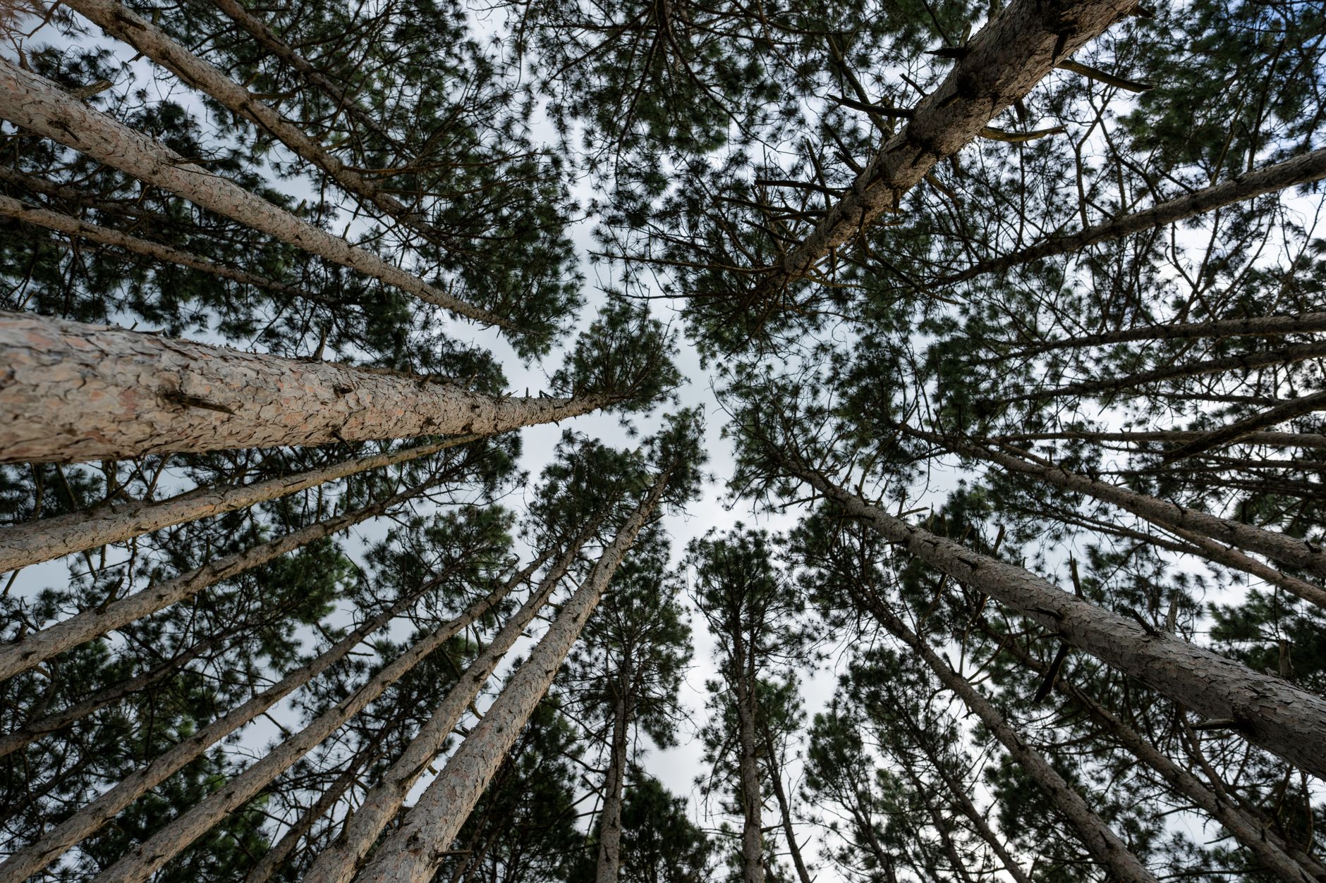 Pine Tree Acquisition Funding: A Smart Move for Growth